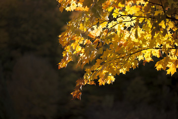 Wall Mural - bright yellow maple leaves close up during autumn season