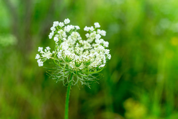 Sunny white Angelica flower cluster macro view against blurred background
