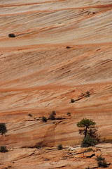 Wall Mural - Detail, cross current layers of red sandstone