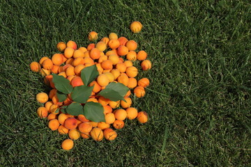 Canvas Print - Freshly collected ripe apricots scattering with an apricot branch on the mown lawn