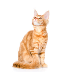 Aufkleber - Maine coon cat looking up. isolated on white background