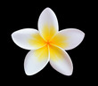Tropical flowers frangipani isolated on a black background.
