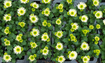 Wall Mural - growing flowers