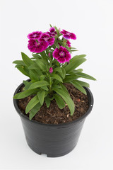 beautiful dianthus chinensis flowers in black plastic flower pot