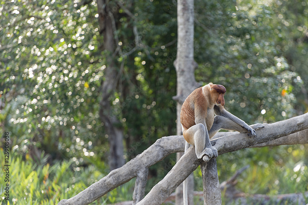The proboscis monkey, Nasalis Larvatus or long-nosed monkey, kno - obrazy, fototapety, plakaty 