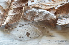Dry Brown Leaf Decompose Structure On Wooden Board