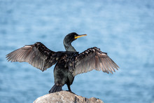 Cormorant Spreading Wings To Dry In Sunlight In The Arctic