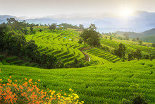 Views Of Rice Terraces, Chiang Mai, Thailand.