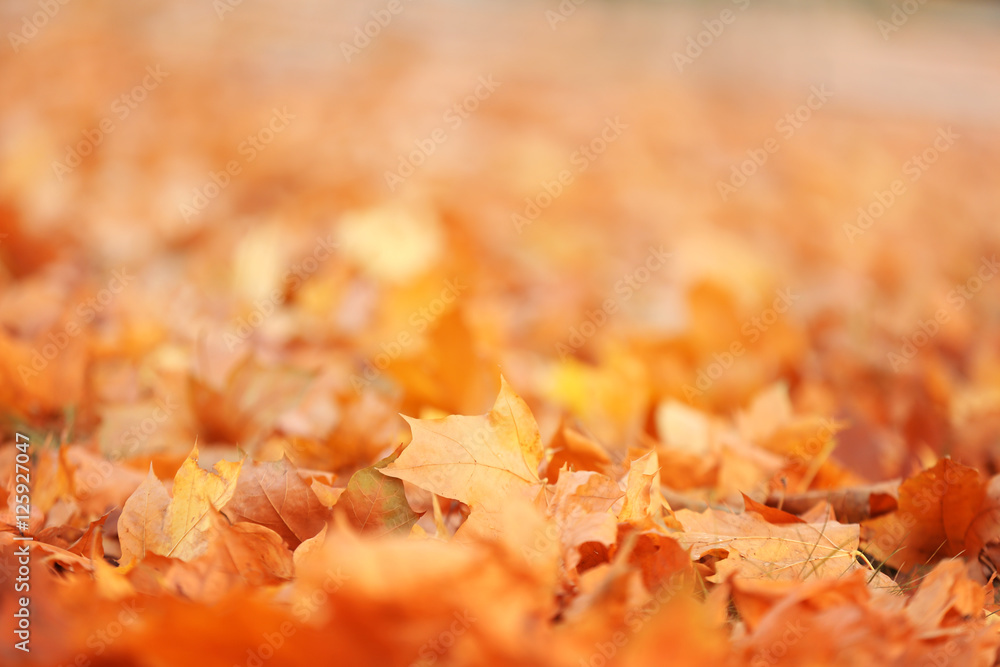 Fallen leaves in autumn park