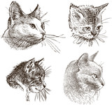 Fototapeta Koty - sketches of the house cats