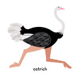 Quick ostrich runs