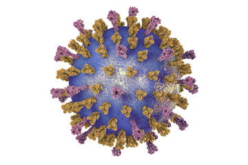 Respiratory syncytial virus, 3D illustration which shows structure of virus of two types of surface spikes. One of viruses which causes common cold