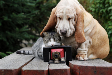 Wall Mural - Dog and kitten with camera 