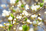 Spring blossoming white spring flowers