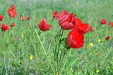 Fototapeta Krajobraz - Wild Anemone flowers