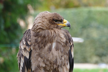 Steppe eagle portrait