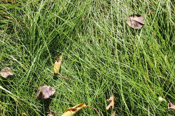 grass