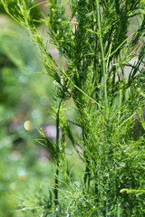 Wall Mural - organic asparagus plants