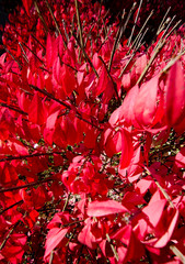 Wall Mural - In the middle of burning bush