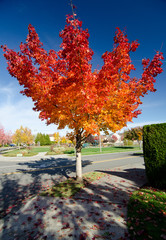 Wall Mural - highlighted red maple on the corner