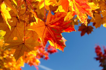heaps of sugar maple red and yellow leaves - 3