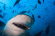 Shark closeup portrait of opened jaws. Underwater extreme in Pacific ocean