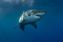 Great White Shark In Blue Ocean. Underwater Photography. Predator Hunting Near Water Surface.
