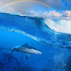 Wall Mural - rainbow over breaking wave in sunlight and angry sharks underwat