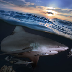 Wall Mural - separated image water surface in sunlight and angry shark underw