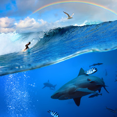 Wall Mural - surfer and wild shark underwater with rainbow on the sky