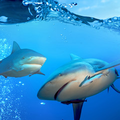 Wall Mural - two bull sharks underwater