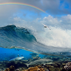 Wall Mural - nice surfing wave seagull above and reef sharks underwater