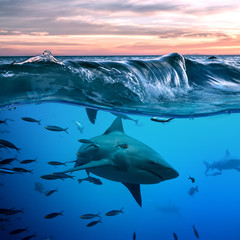 Wall Mural - shark under water line below a wave in blue ocean underwater