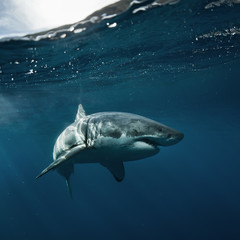 Wall Mural - Great White Shark in blue ocean. Underwater photography. Predator hunting near water surface