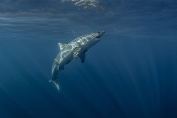 Wall Mural - Great White Shark underwater in deep blue