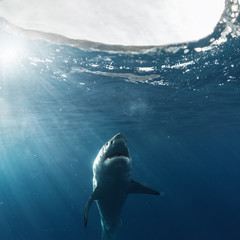 Wall Mural - Great White Shark in blue ocean. Underwater photography. Predator hunting near water surface.
