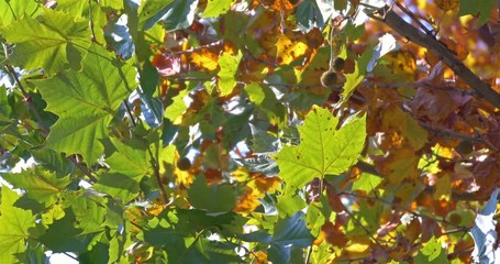 Wall Mural - Golden Tree Leaves In Autumn