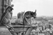 Close-up of Chimeras on the top of Notre Dame de Paris