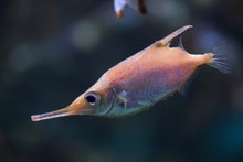 Longspine Snipefish (Macroramphosus Scolopax)