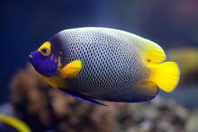 Yellow-faced Angelfish (Pomacanthus Xanthometopon)