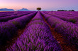 Tree in lavender field at sunrise in Provence, France
