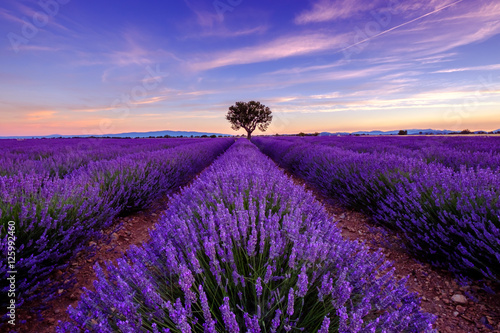 Naklejka samoprzylepna Drzewo w lawendowym polu przy wschodem słońca w Provence, France