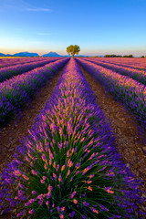 tree in lavender field at sunrise in provence, france