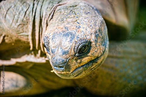 Fotografie, Obraz Aldabra giant tortoise Dipsochelys dussumieri closeup
