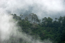 Rain Forest In Fog