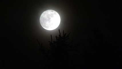 Wall Mural - Full moon rises above tree with various warping and zooming effects.