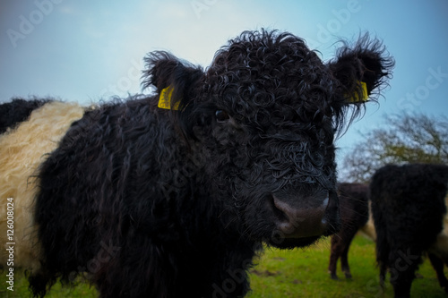 Galloway Kalb / Kuh auf Weide - kaufen Sie dieses Foto und ...