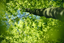 Looking Up Into The Beech Tree With Fresh Green Spring Leaves