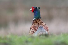 Alert Male European Ring-necked Pheasant (Phasianus Colchicus) Looking Over His Shoulder.