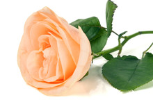 Peach Rose With Leaves Isolated On White Background